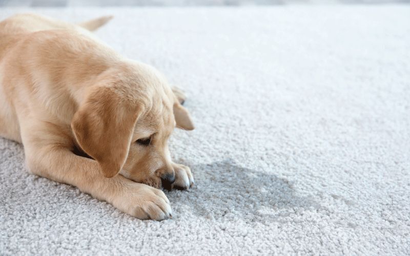 Pet Stains Damages on velvet sofa
